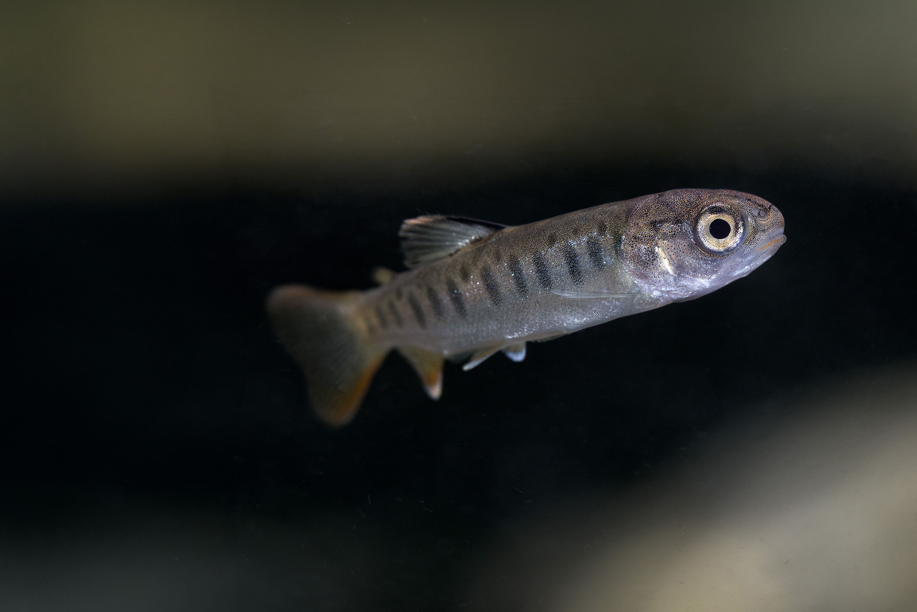 Blog — The Conservation Angler
